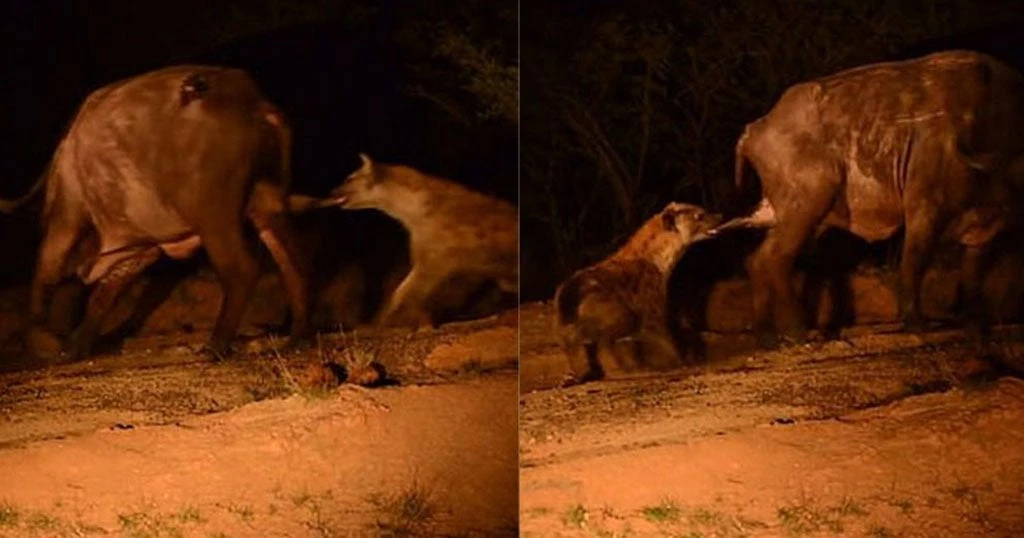 Πεινασμένη ύαινα δάγκωσε βουβάλι ενώ αυτό πάλευε με λιοντάρια (βίντεο)